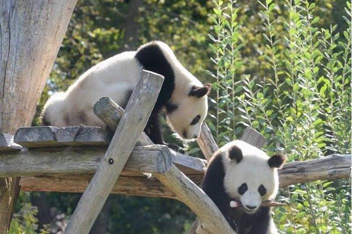 هدية استثنائية من الصين لقطر بمناسبة كأس العالم 2022 6350ea2542360429fb3c65db