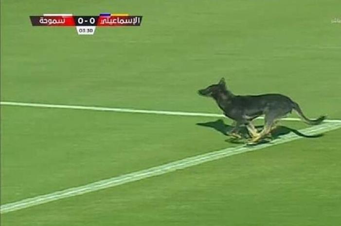 موقف غريب في الدوري المصري يتسبب في إيقاف المباراة  638a01424c59b770326f12ff