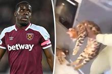 بسبب-ركله-لقطة-وست-هام-يعاقب-زوما-ويتبرع-براتبه-لجمعيات-الرفق-بالحيوانات-1644592049457