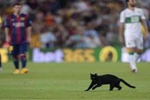 163-163648-video-snake-cat-animals-football_700x400